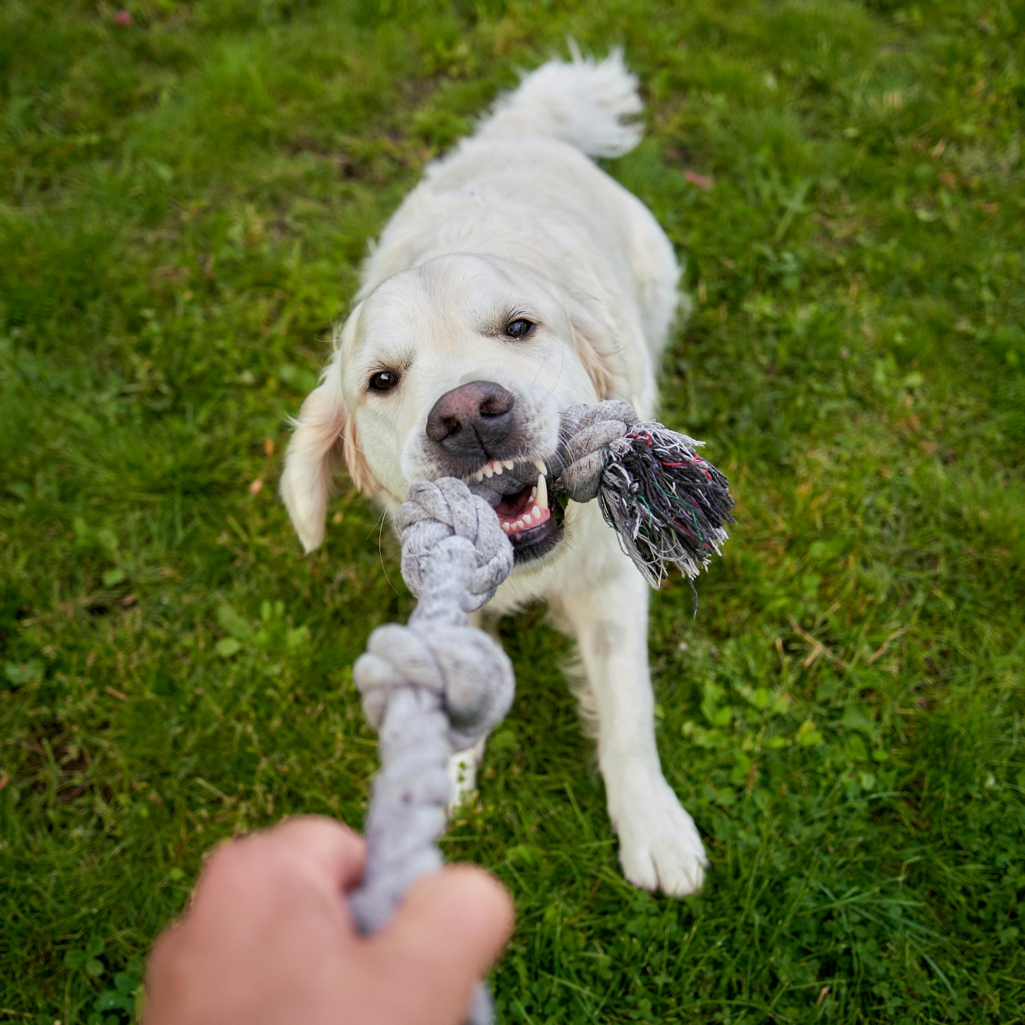7 Easy Golden Retriever Puppy Training Games That Actually Tire Them Out