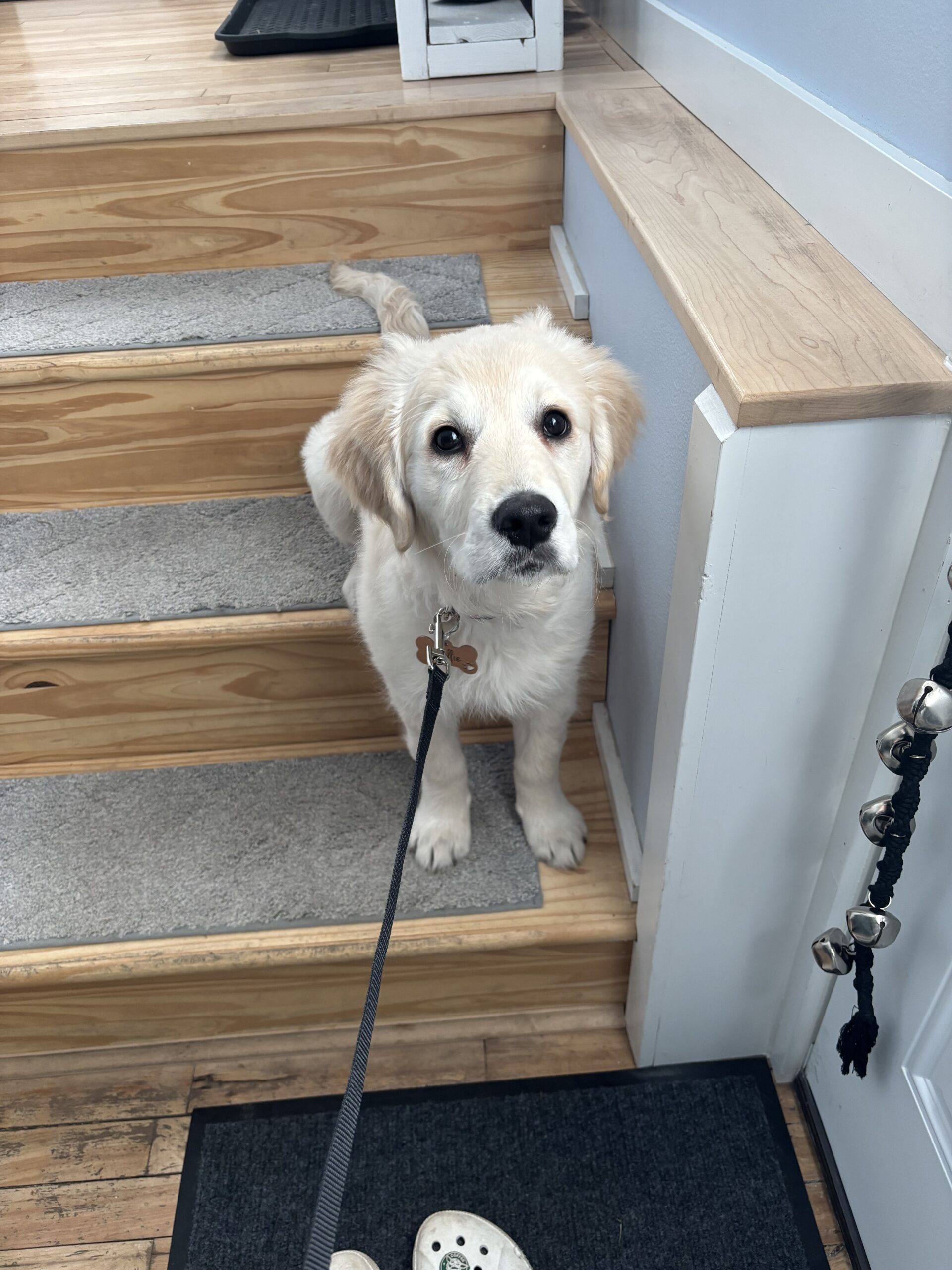 7-Day Golden Retriever Puppy Potty Training Made Easy