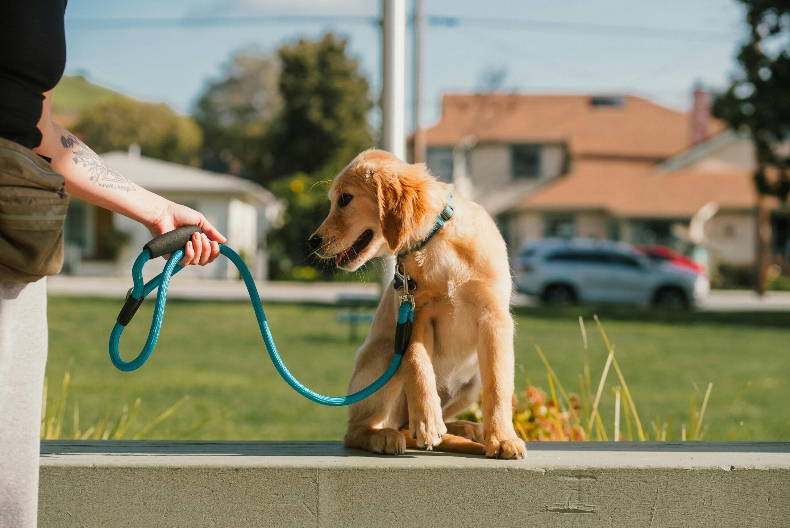 Leash Training a Golden Retriever Puppy in 2025: How to Stop Pulling for Good