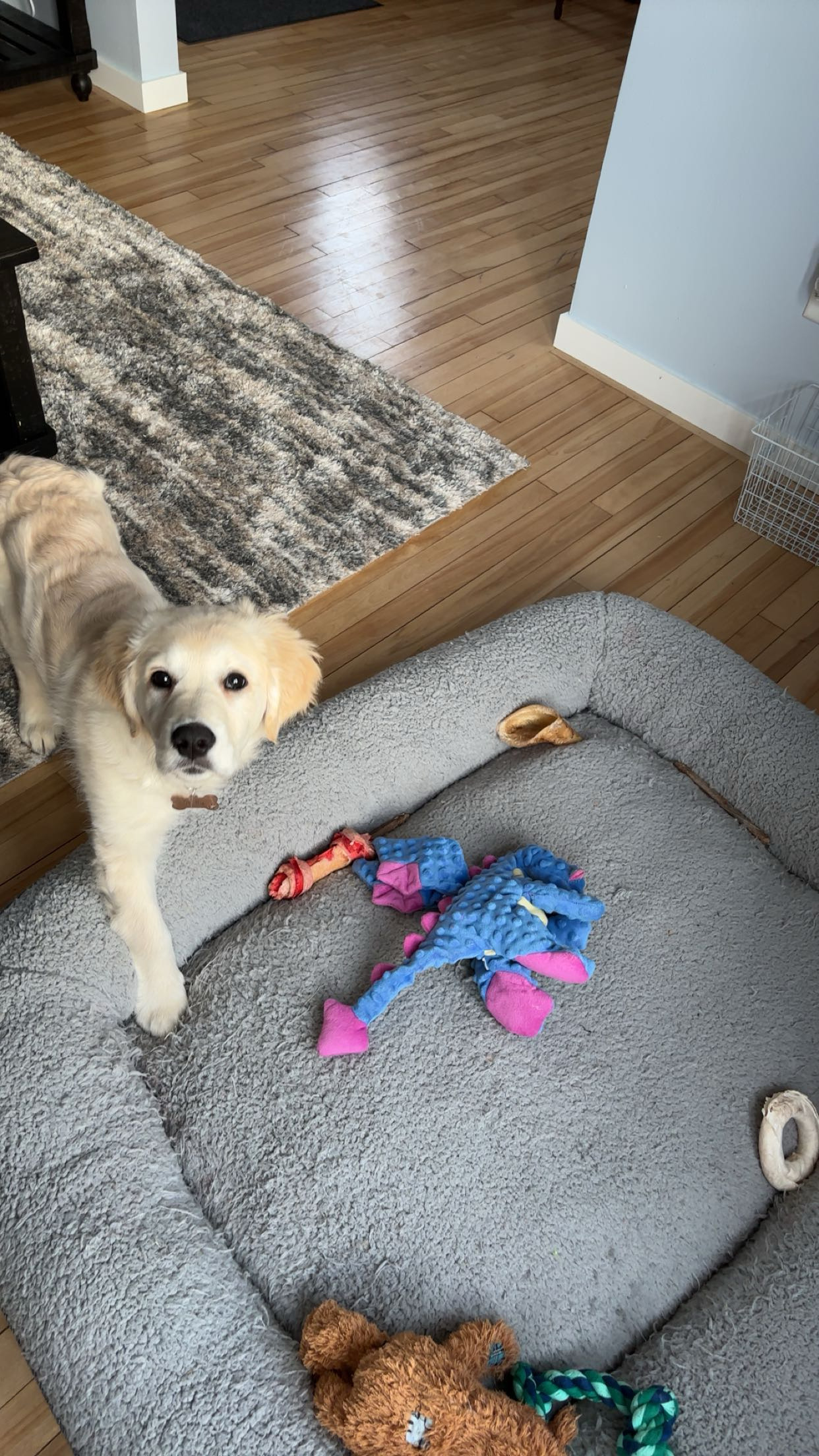 How to Stop Golden Retriever Puppy Biting: Strategies That Work