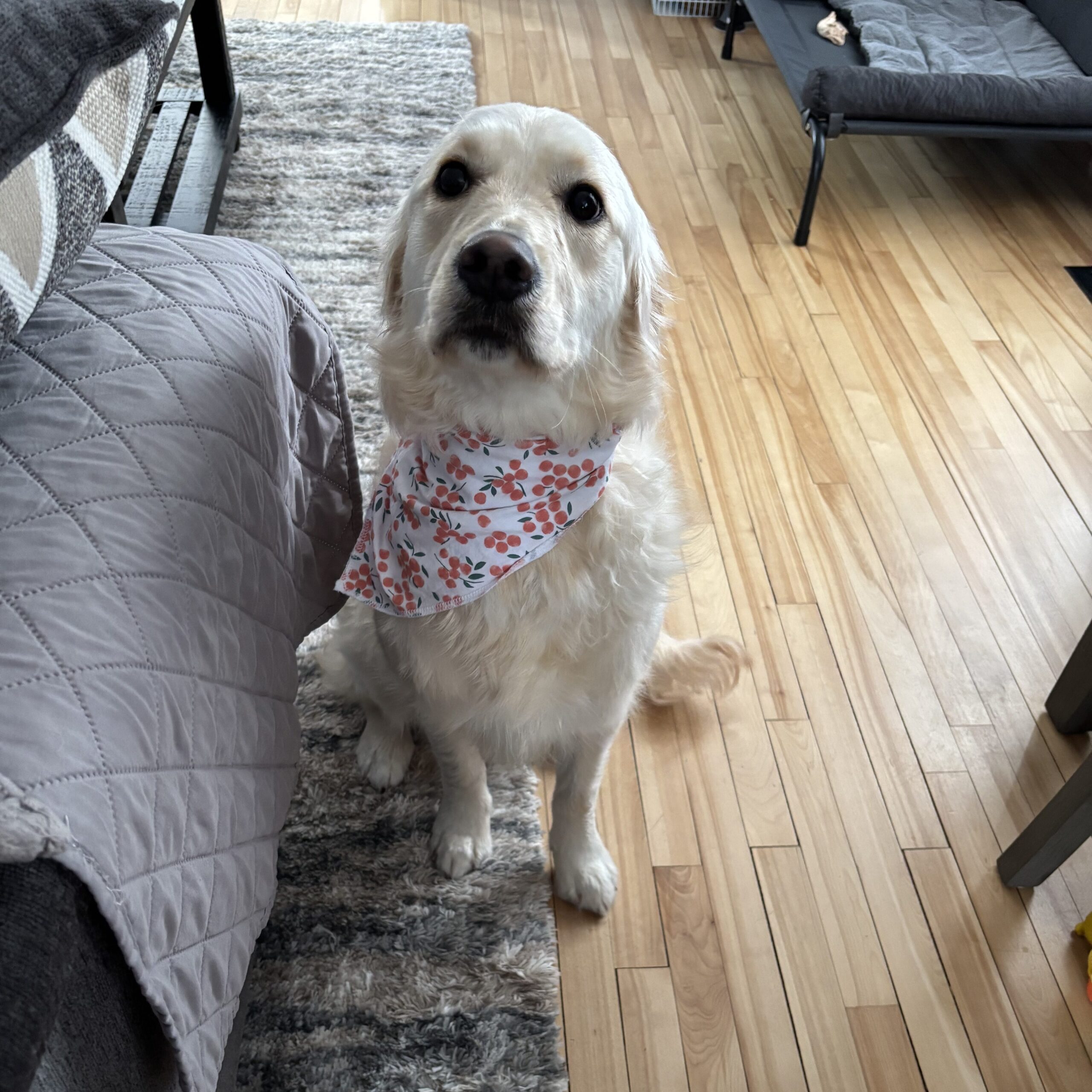 Golden Retriever Puppy Won’t Listen? 15 Reasons (And How to Fix It)